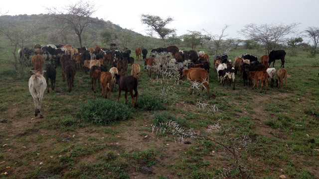 WAKULIMA, WAFUGAJI KOJANI VIDOLE MACHONI